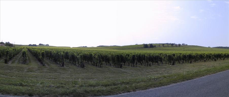 Mitt i Sauterne