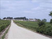 P� v�g mot Ch�teau d'Yquem