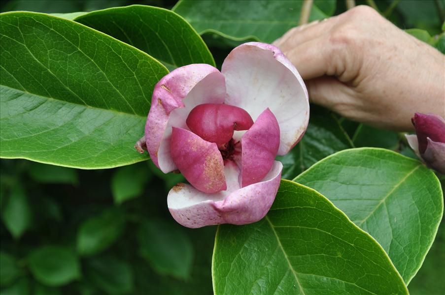 Magnolia