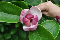 Magnolia