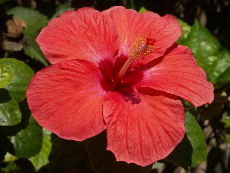 Hibiscus