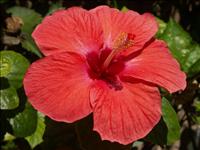 Hibiscus