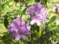 Rododendron