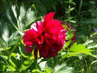 Pion