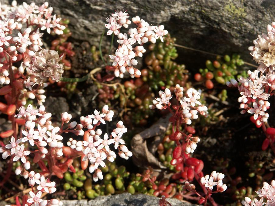 Blommor p� berget