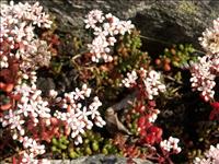 Blommor p� berget