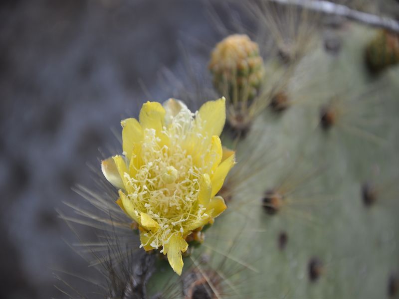 Kaktusblomma