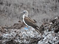 Blue footed booby