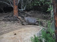 Lonesome George som nu har dams�llskap