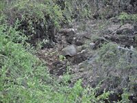 H�r �r en av damerna