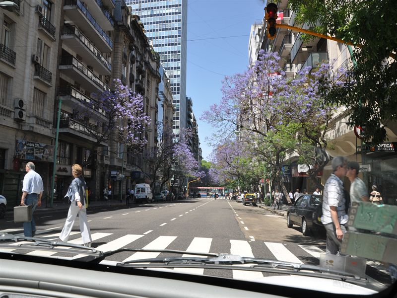 Jakarandatr�den blommar