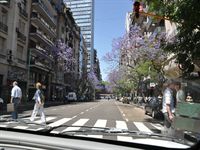 Jakarandatr�den blommar