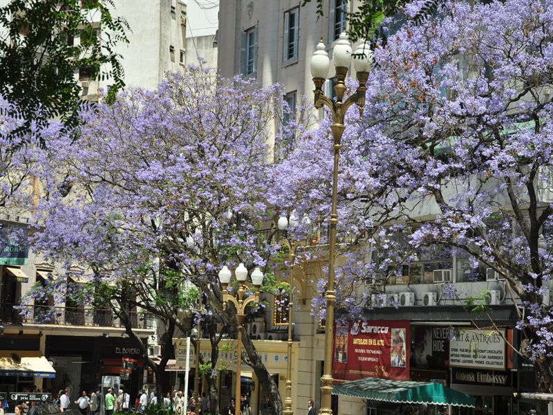 Jakaranda