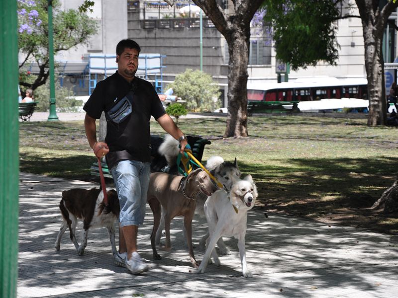 S.k. dog walker - han kan ha 20 hundar att rasta