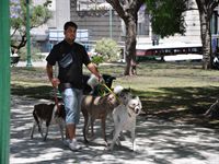 S.k. dog walker - han kan ha 20 hundar att rasta