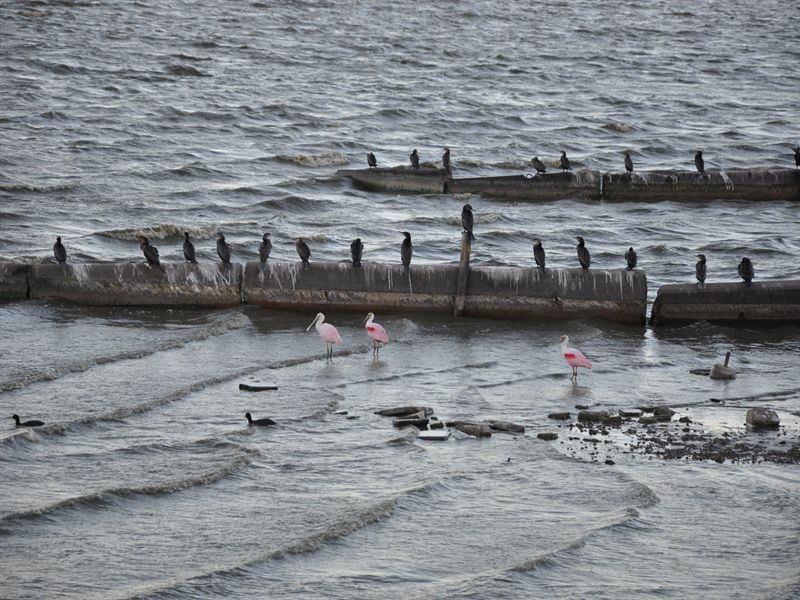 De kallas f�r sm� flamingos