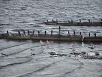 De kallas f�r sm� flamingos