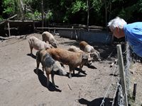 Mannen som kan tala med grisar