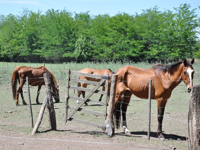 N�gra av h�starna ser v�ldigt magra ut