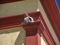 Den h�r f�geln har ungar p� husknuten - n�r ena f�r�ldern kommer med mat l�mnar den andre boet f�r att h�mta mera