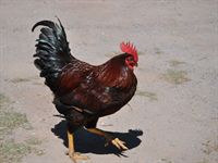 ...och s� tuppen f�rst�s