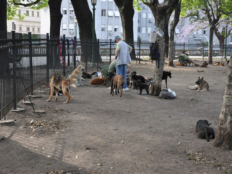 Dog walkers med sina hundar