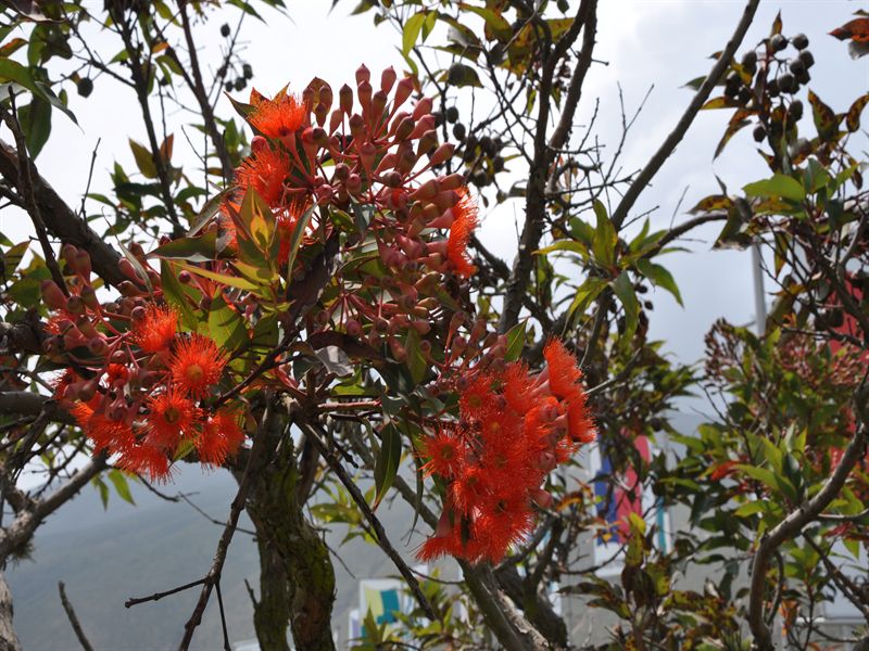 Vacker blomma