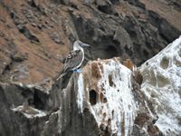 Blue footed booby