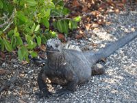 N�gra leguaner �r ganska stora - till v�nster en lava�dla