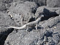 Lava�dla