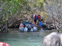 P� �n Fernandina landade vi i en mangroveskog
