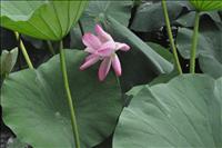 Lotusblomma